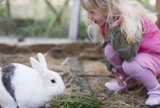  Rabbits at the school farm. 